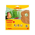 Sera Catappa Leaves foglie di Mandorlo Indiano M 10pz