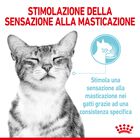 Royal Canin Cat Adult Sensory Feel Jelly 85 gr