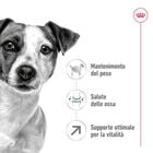 Royal Canin Dog Mini Adult +8 anni 8kg