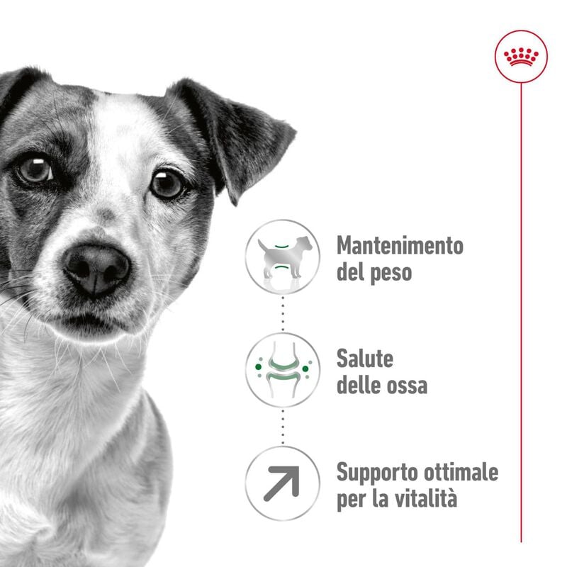 Royal Canin Dog Mini Adult +8 anni 8kg