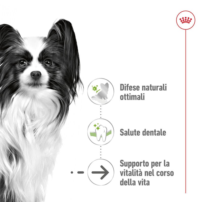 Royal Canin Dog Senior +12 anni X-Small 500 gr