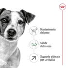 Royal Canin Dog Mini Adult +8 anni 2 kg