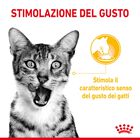 Royal Canin Cat Adult Sensory Taste Salsa 85 gr