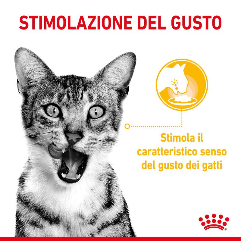 Royal Canin Cat Adult Sensory Taste Salsa 85 gr