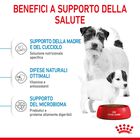 Royal Canin Dog Mini Starter 1 kg