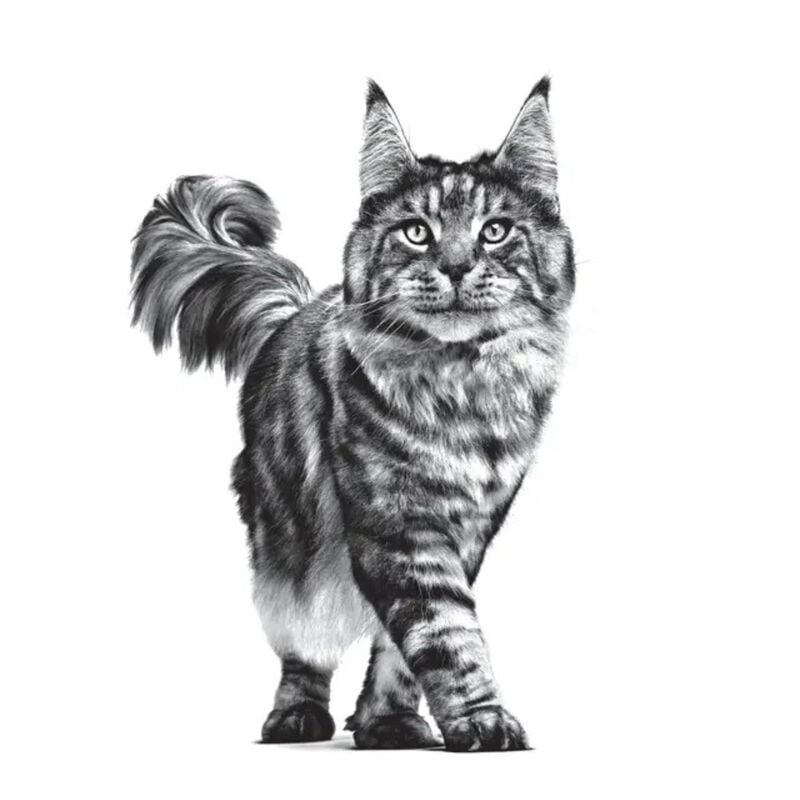 Royal Canin Veterinary Diet Cat Gastrointestinal 12x85 gr