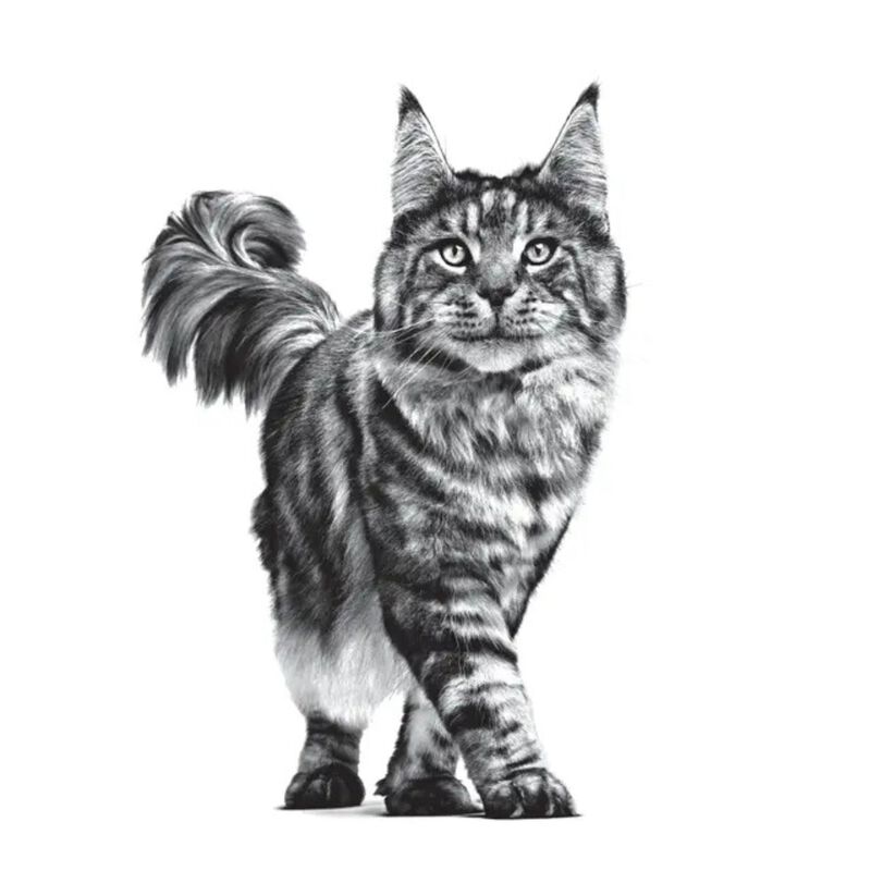 Royal Canin Veterinary Diet Cat Urinary S/O Loaf 12x85 gr