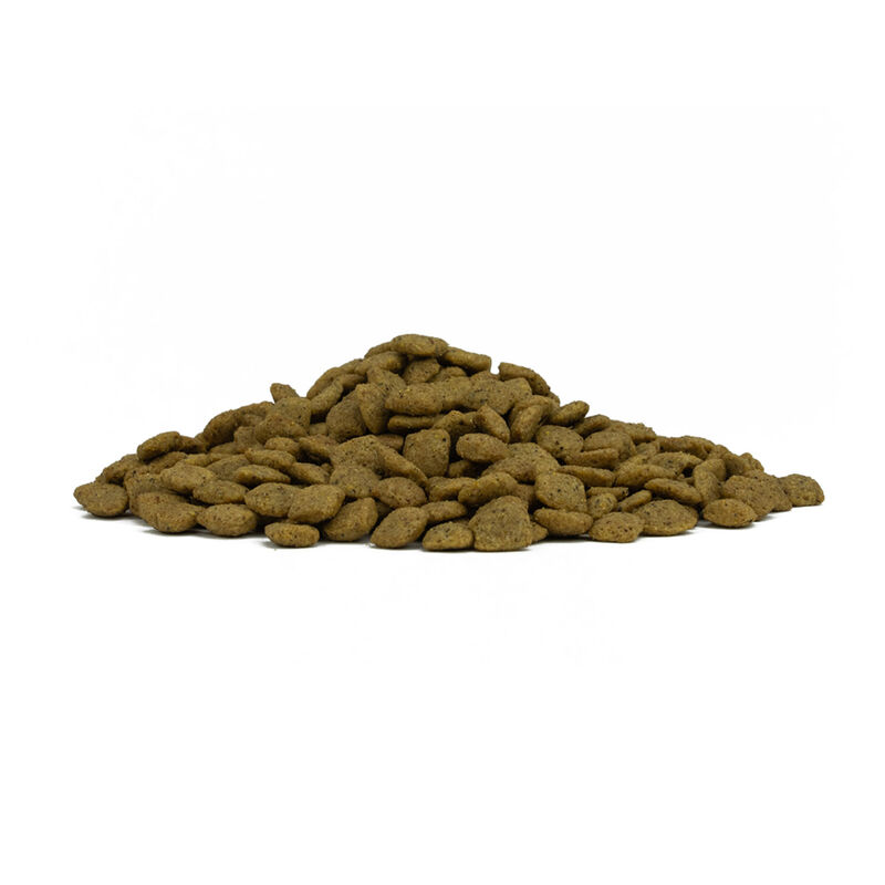 Forza10 Active Dog adult all size Gastroenteric Low Fat 10 kg