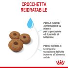 Royal Canin&nbsp;Maxi Starter Mother&Babydog 4 Kg