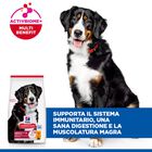 Hill's Science Plan Dog Large Breed Adult al Pollo 14 kg