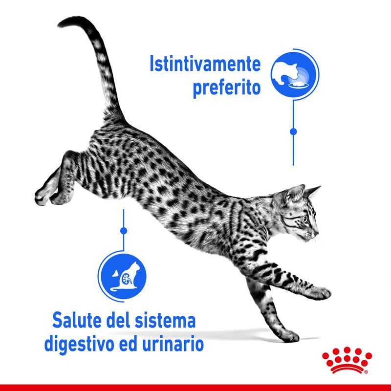 Royal Canin Cat Adult Indoor Sterilized Jelly 85 gr