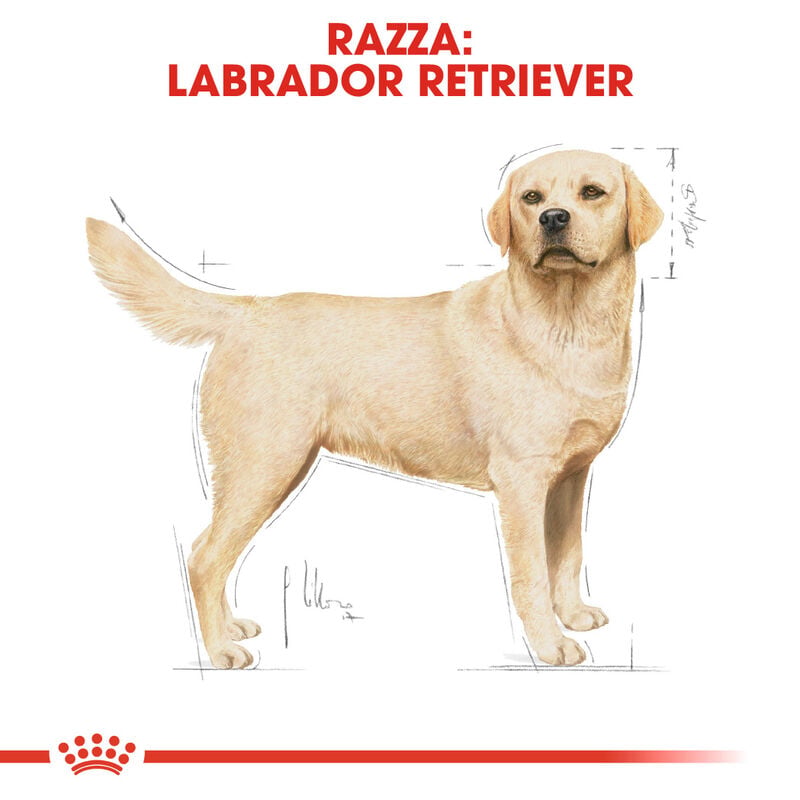 Royal Canin Dog Adult e Senior Labrador Retriver 3 kg