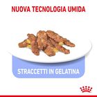 Royal Canin Cat Adult Indoor Sterilized Jelly 85 gr