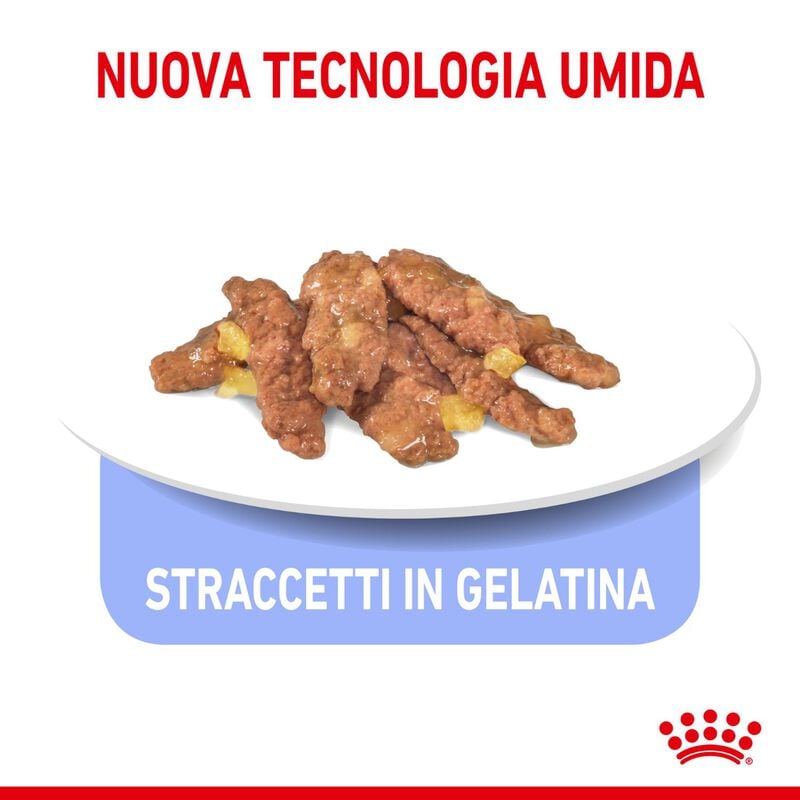 Royal Canin Cat Adult Indoor Sterilized Jelly 85 gr