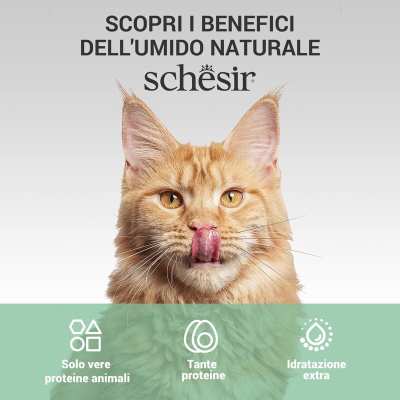 Schesir Cat Tonnetto con Alicette in brodo 70 gr