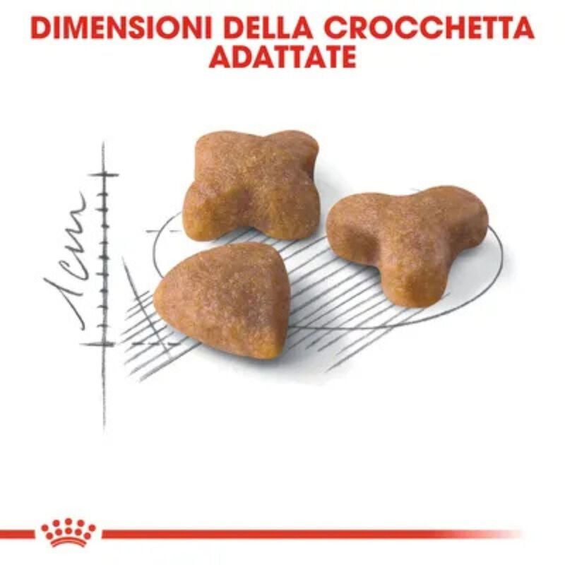 Royal Canin Cat Adult Sensible 33 10 +2 kg omaggio