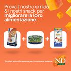 N&D Farmina Pumpkin Neutered Cat Agnello e Mirtillo 300 gr
