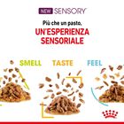 Royal Canin Cat Adult Sensory Smell Jelly 85 gr