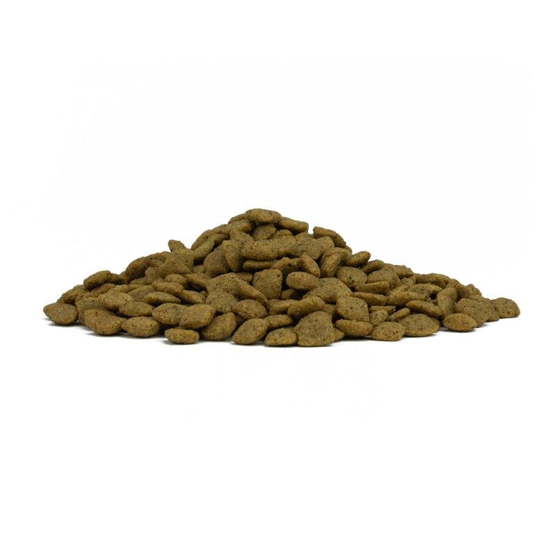 Forza10 Active Vet Diet Dog Adult Intestinal Colon Fase 2 Agnello 10 kg