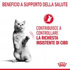 Royal Canin Cat Adult Appetite Control Care Gravy 85 gr