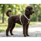 Trixie Premium Pettorina ad H color Blush mis. S-M
