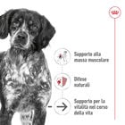 Royal Canin Dog Medium Senior +10 anni 15 kg