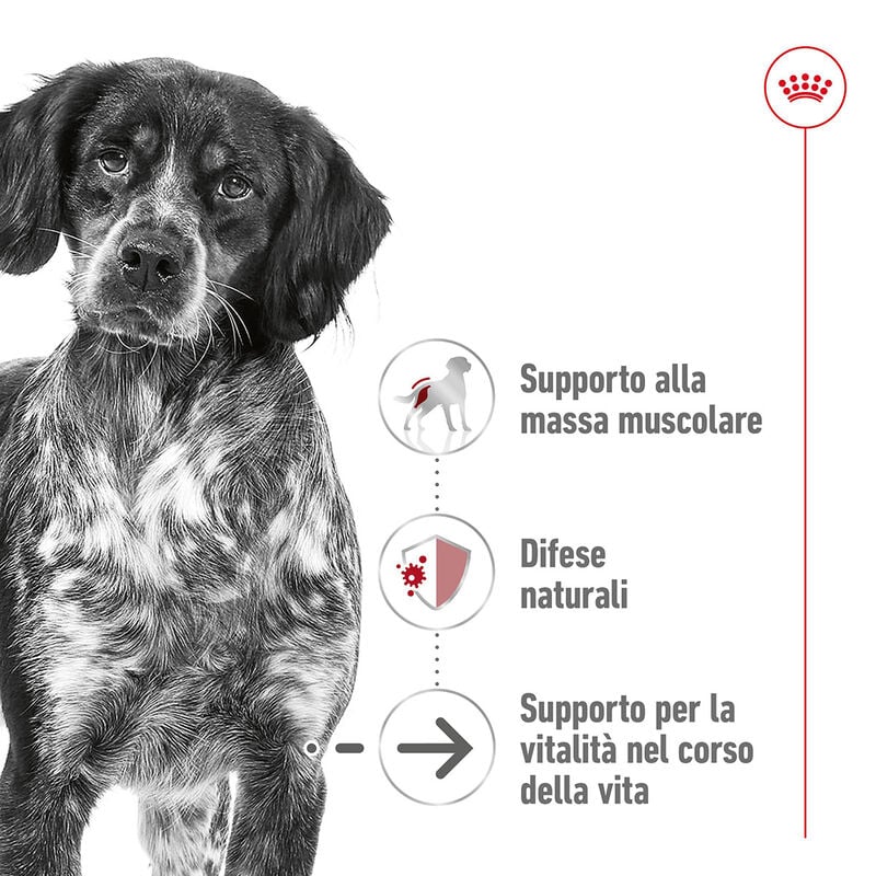 Royal Canin Dog Medium Senior +10 anni 15 kg