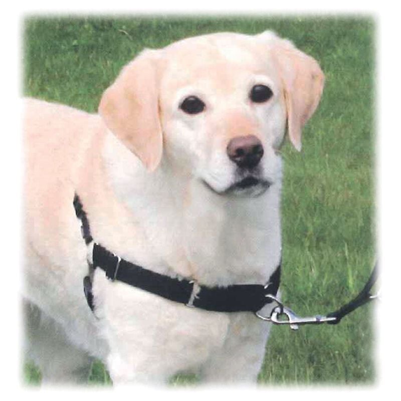 Trixie Pettorina d'addestramento Easy Walk L-XL