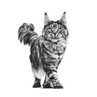 Royal Canin Veterinary Diet Cat Renal 2 kg