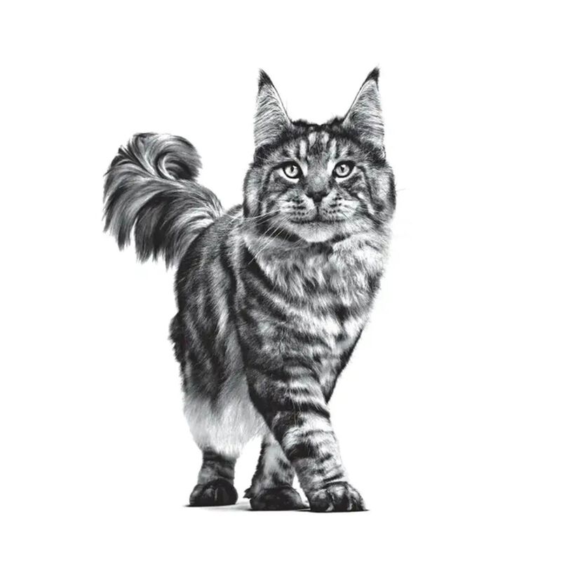 Royal Canin Veterinary Diet Cat Renal 2 kg