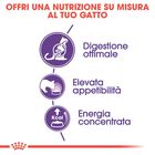 Royal Canin Cat Adult Sensible 33 4 kg