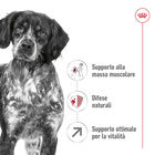 Royal Canin Dog Adult +7 anni Medium 15 kg