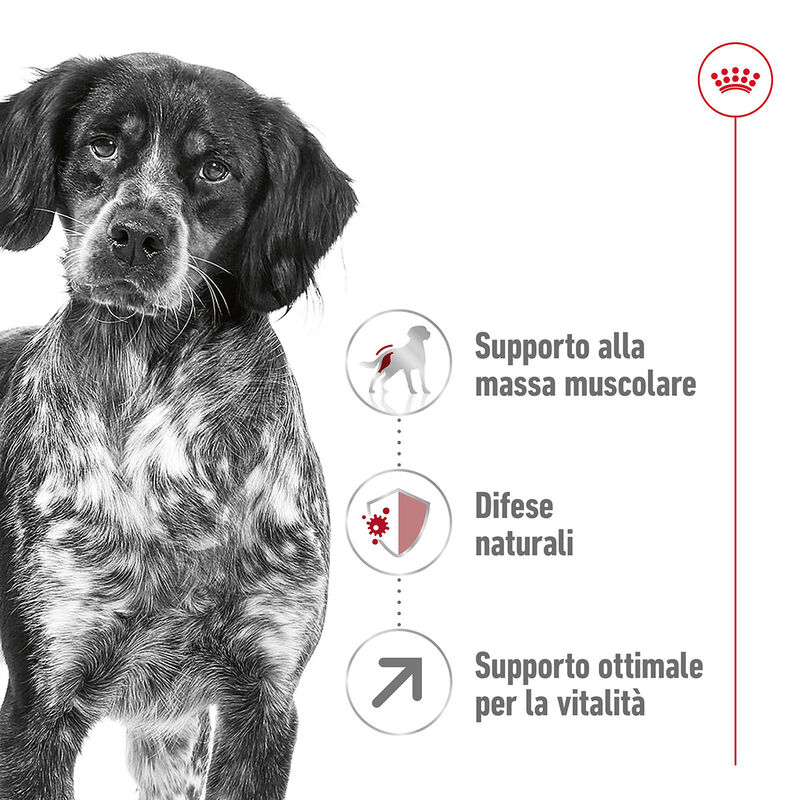 Royal Canin Dog Adult +7 anni Medium 15 kg