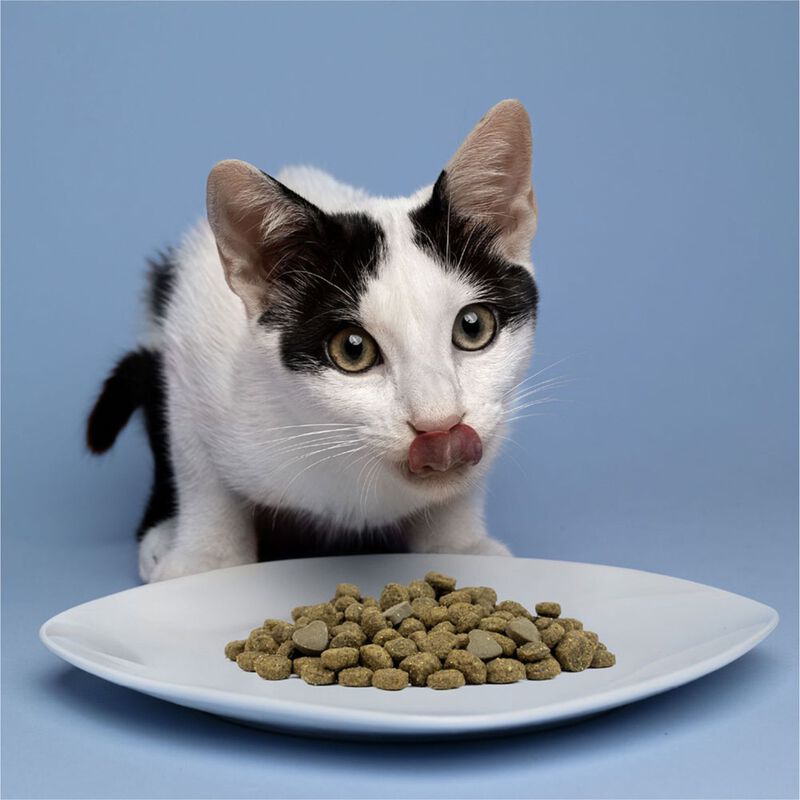 Forza 10 Active Vet Diet Urinary per gatti adulti al Pesce 1,5 kg