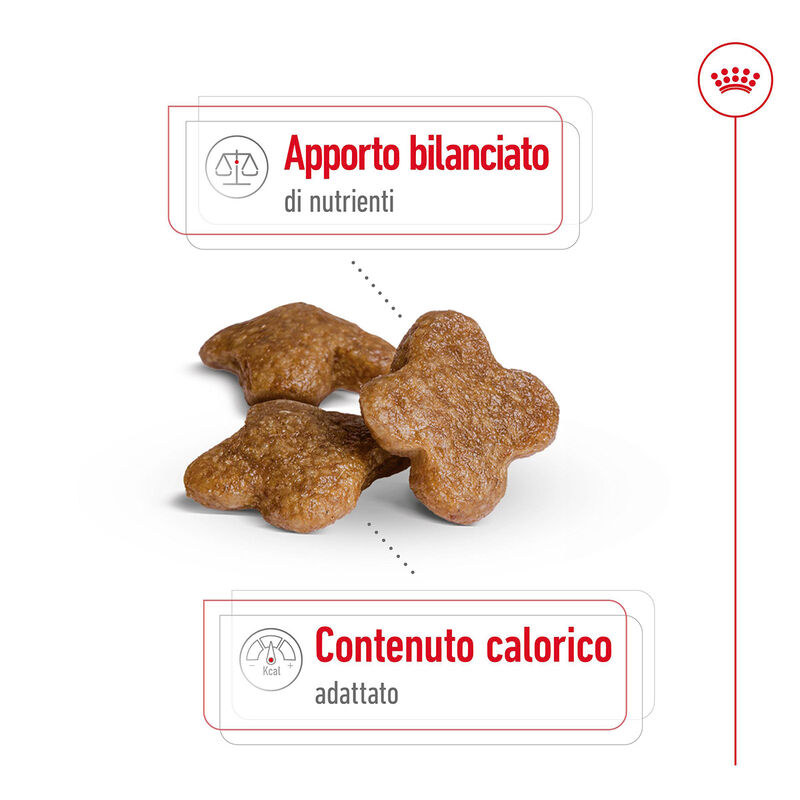 Royal Canin Dog Mini Adult +8 anni 2 kg