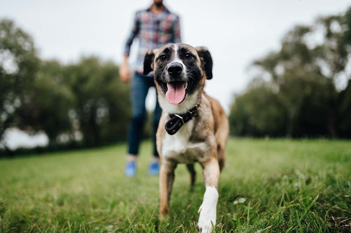 Giardia nei Cani: Tutto Quello che Devi Sapere
