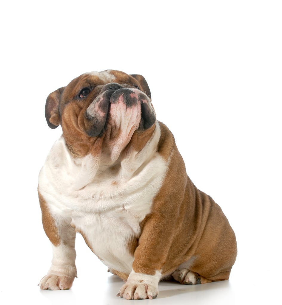 I mmagine di un cane obeso seduto su sfondo bianco