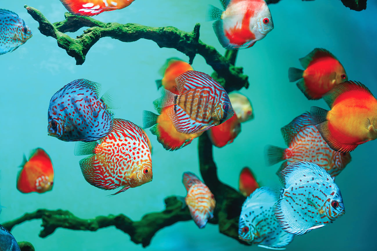 Discus: come prenderci cura dei &ldquo;re dell&rsquo;acquario&rdquo;