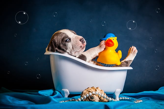 bagno cane bagno cane