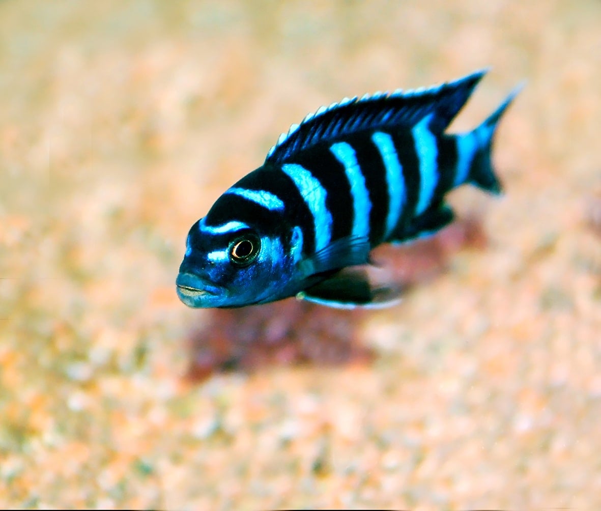 Pesce-Mbuna-su-fondale-sabbioso Pesce Mbuna striato di nero a blu che nuota su fondale sabbioso