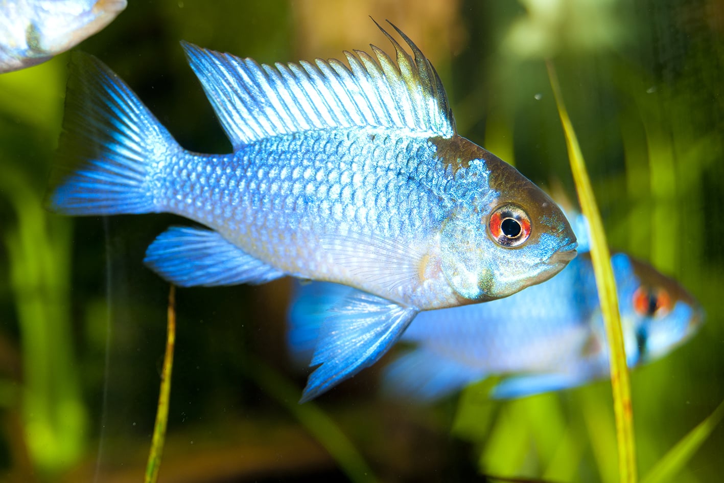 Lo Pterophyllum scalare angelo degli acquari Lo Pterophyllum scalare angelo degli acquari