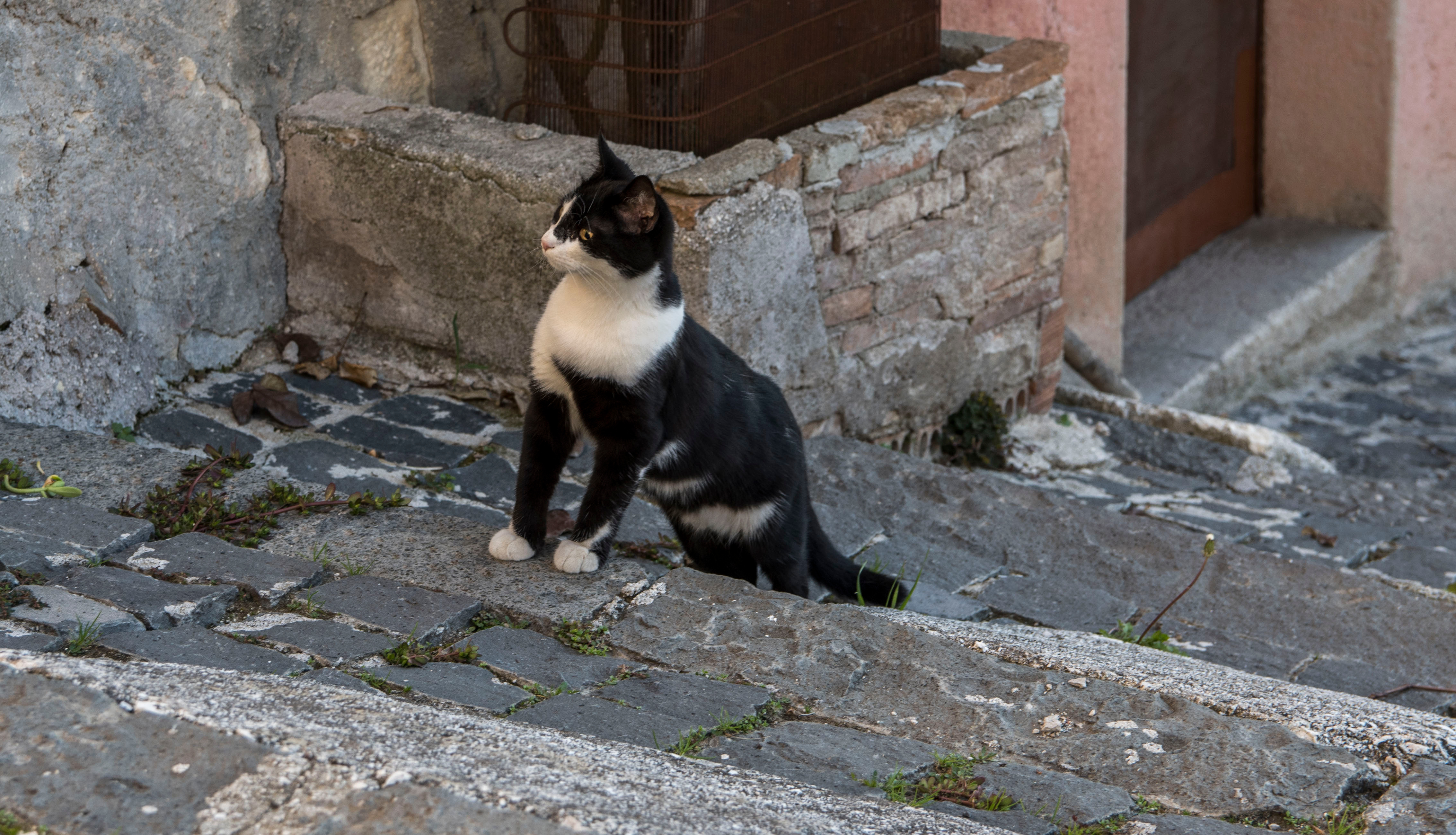 gatto strada gatto strada