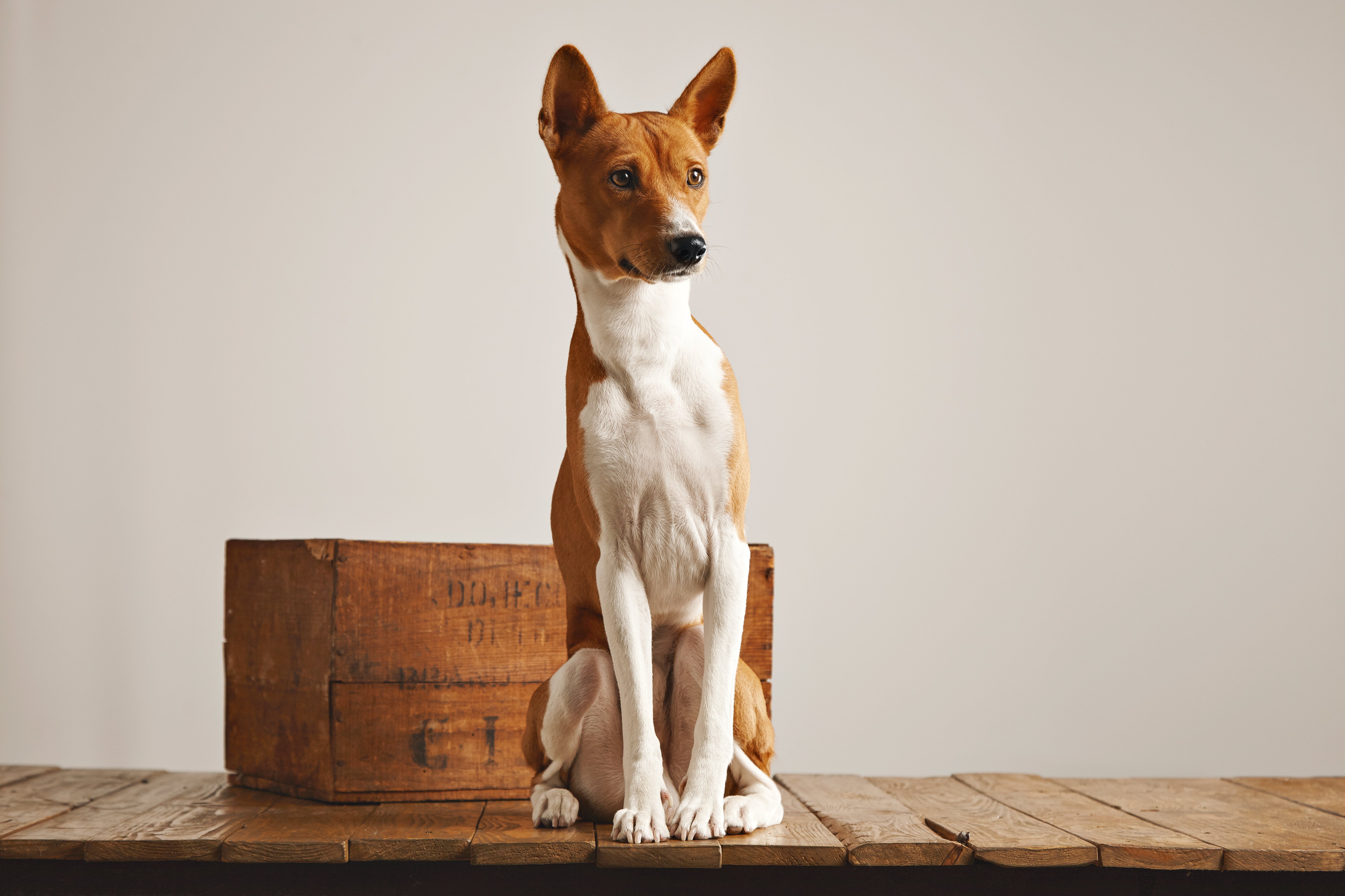 Silenzioso, elegante e africano: scopri il Basenji