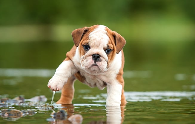 SE FIDO HA PAURA DELL&rsquo;ACQUA