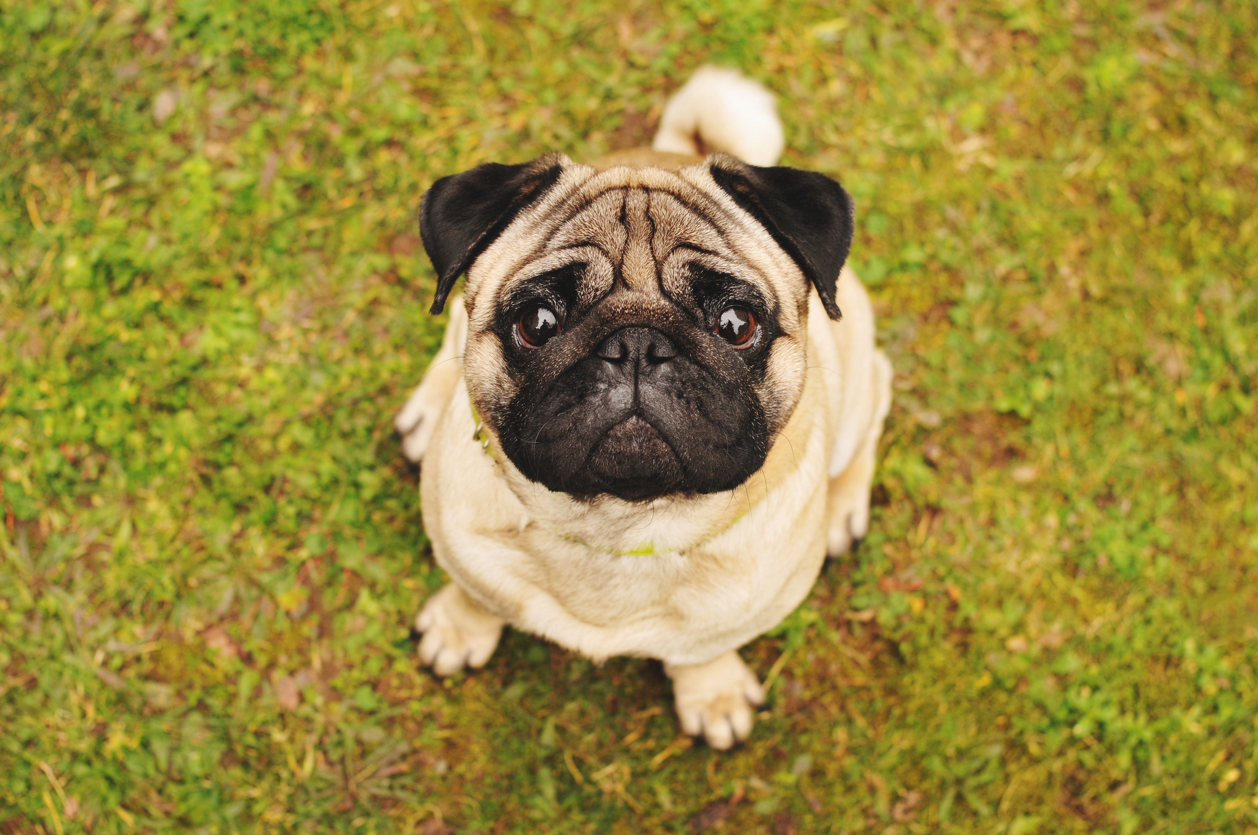carlino 