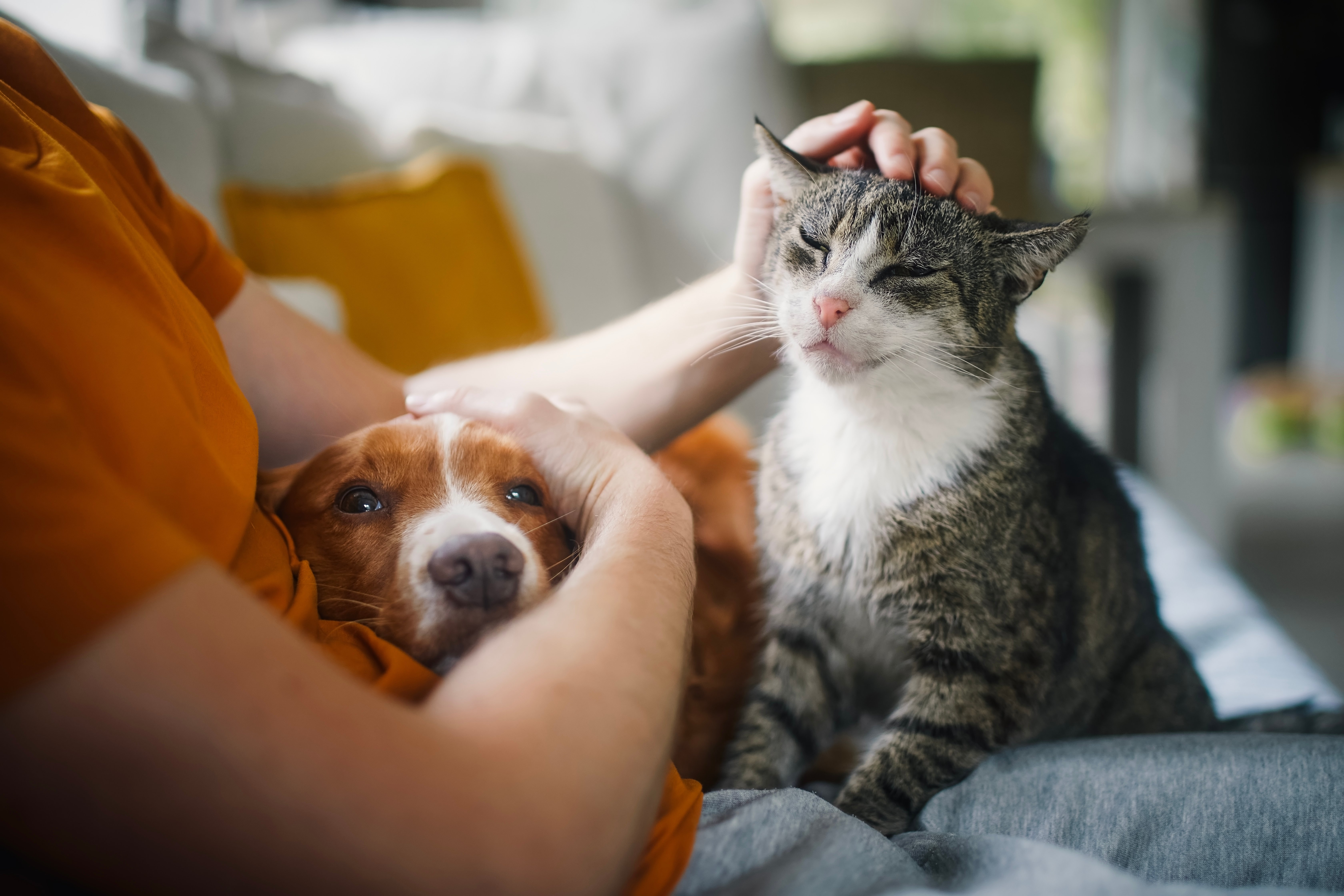 cambio alimentazione cane e gatto cambio alimentazione cane e gatto