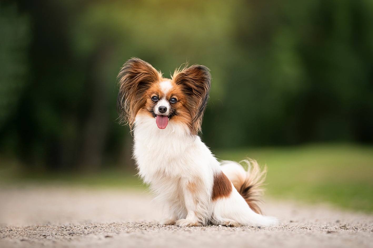 Il cane dalle &ldquo;orecchie a farfalla&rdquo;