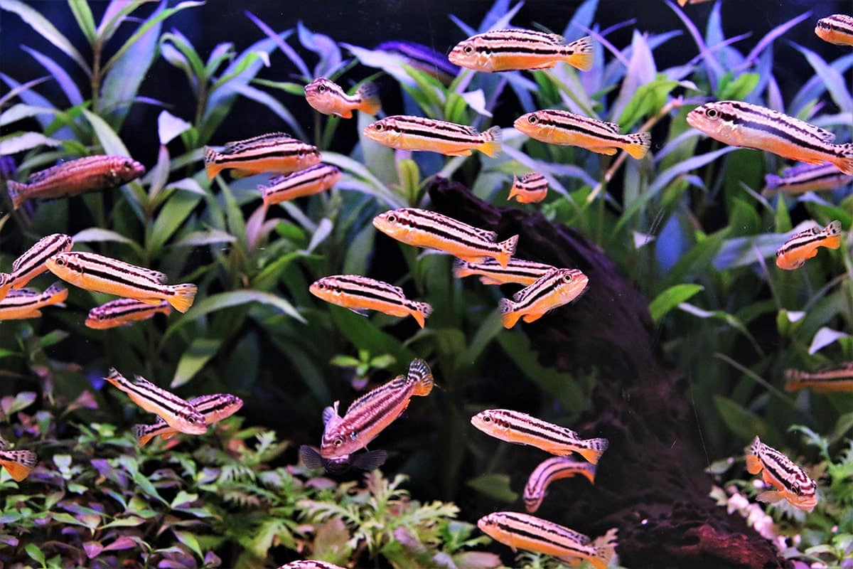ciclidi-mbuna-tra-alghe Piccolo banco di ciclidi neri e arancioni che nuotano in un acquario tra alghe e rocce