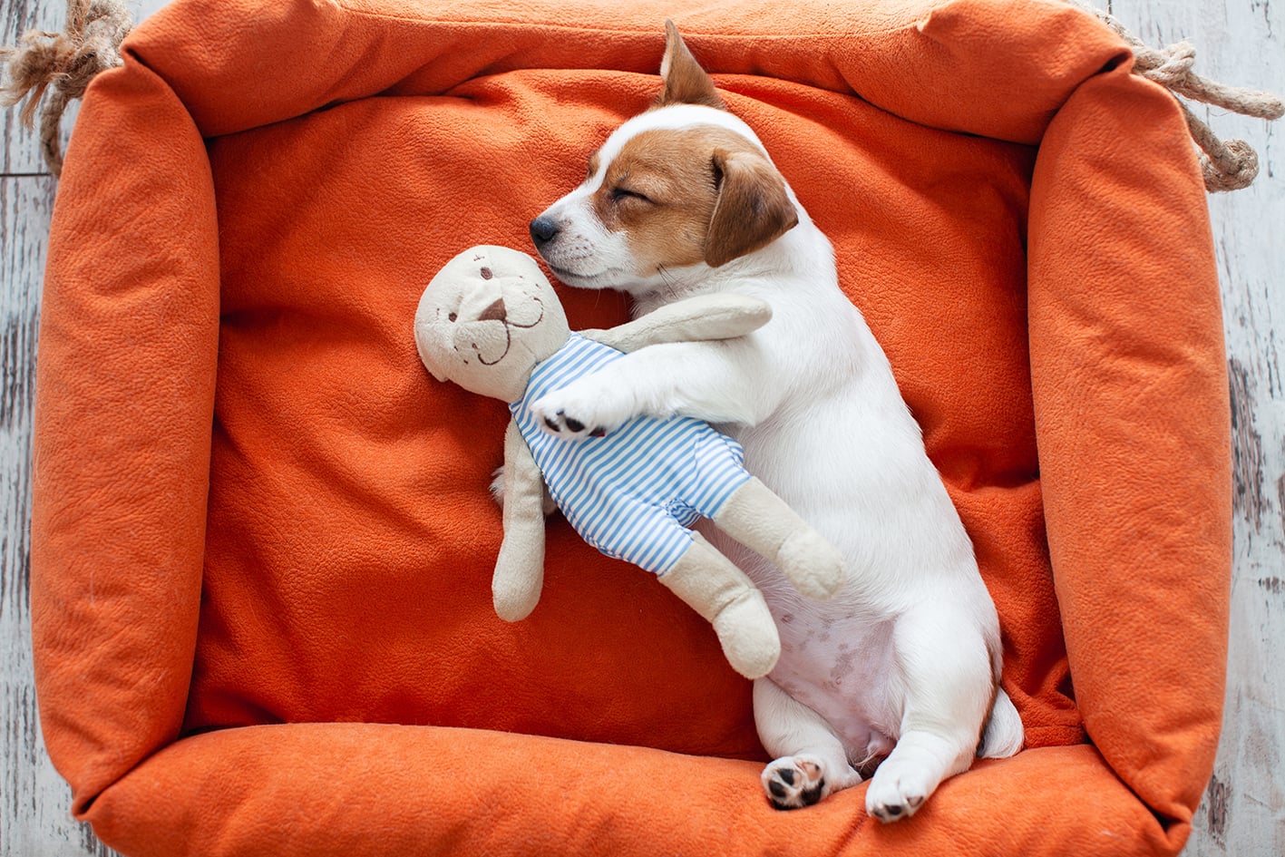 ansia separazione cane