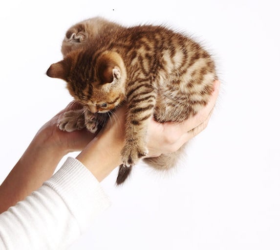 SENSIBILIT&Agrave; E MANIPOLAZIONE DEL GATTO